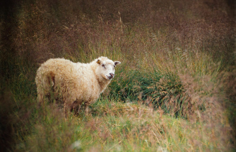 iceland sheep